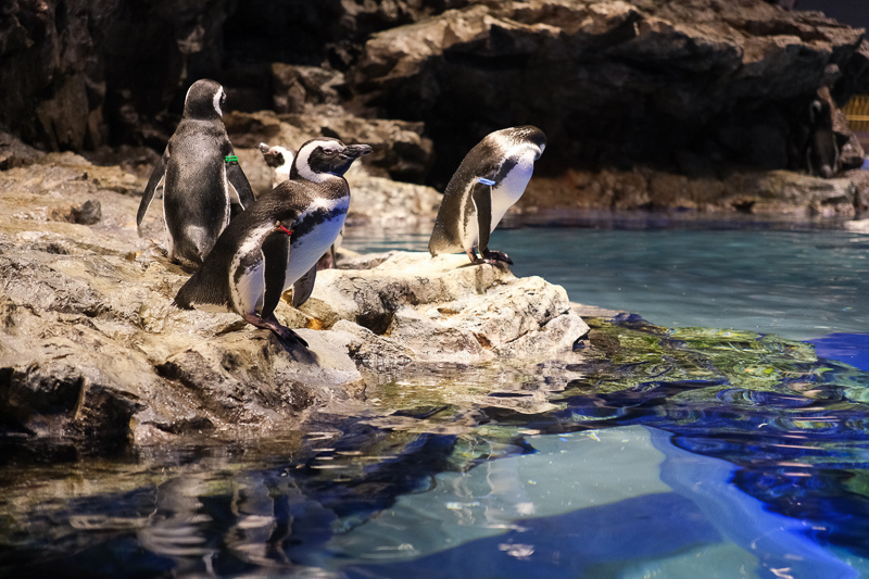 【東京】墨田水族館：晴空塔內超萌企鵝水母！門票優惠＆必看重點