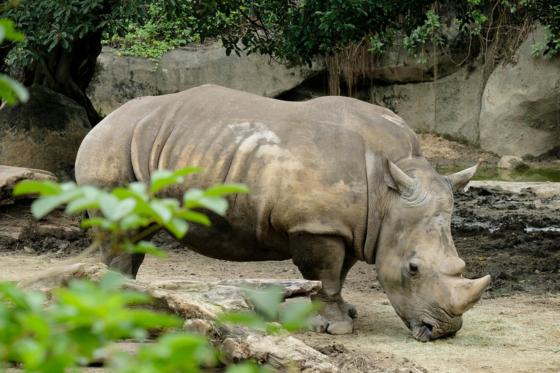 【台北市立動物園】木柵動物園：超萌企鵝熊貓無尾熊！門票停車＆